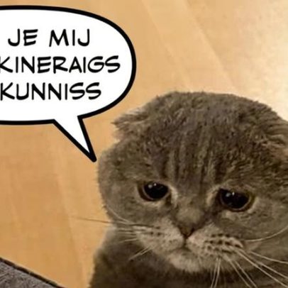 Gato Maximus do PM belga vira fenômeno nas redes com suposto recado político