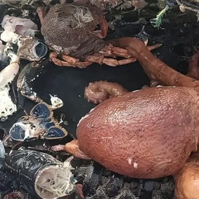 Boom de polvo reduz capturas de mariscos em £500 mil