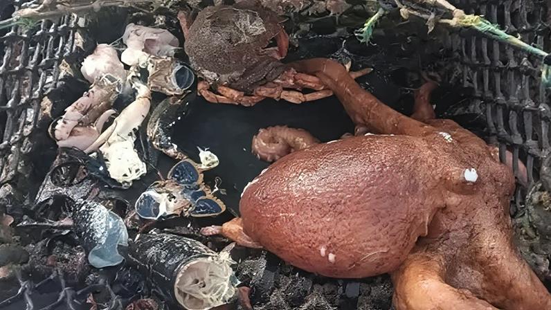 South Devon and Channel Shellfisherman