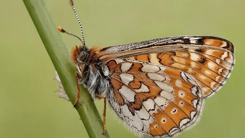 Farming practices have wiped out the Marsh Fritillary's habitat