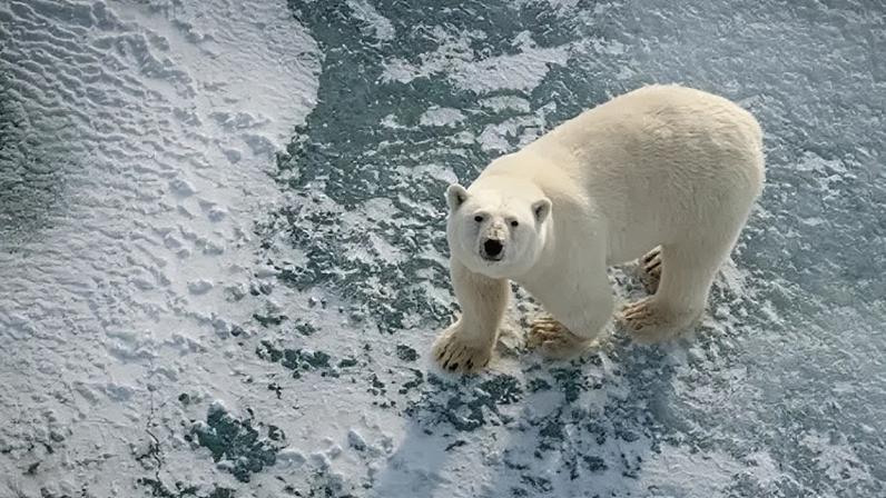 Polar bears rely on sea ice as a hunting platform