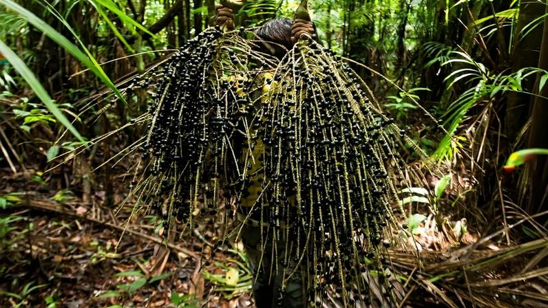 Açaí berry harvesting in the Sawré Muybu Indigenous Territory, home to the Munduruku people, Pará state, Brazil. Image © Valdemir Cunha/Greenpeace.