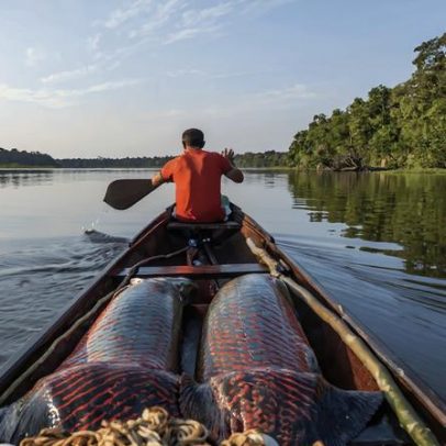 Conservação comunitária na Amazônia brasileira tem custo, aponta estudo