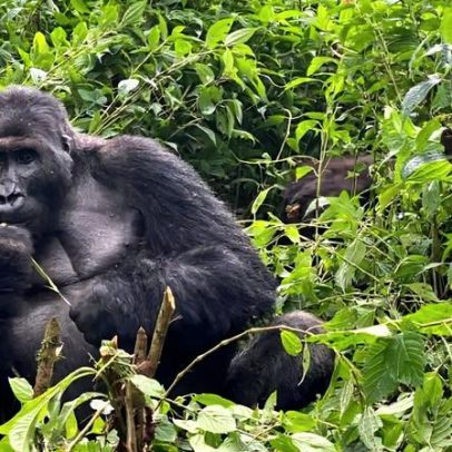 Estudo associa comportamento de primatas do mesmo sexo a pressões ecológicas