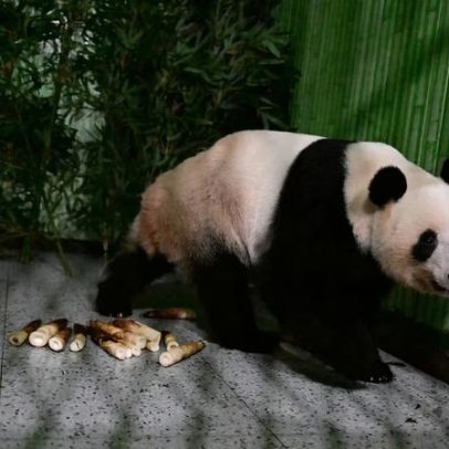 Pandas nascidos no Japão chegam ao Sichuan, China