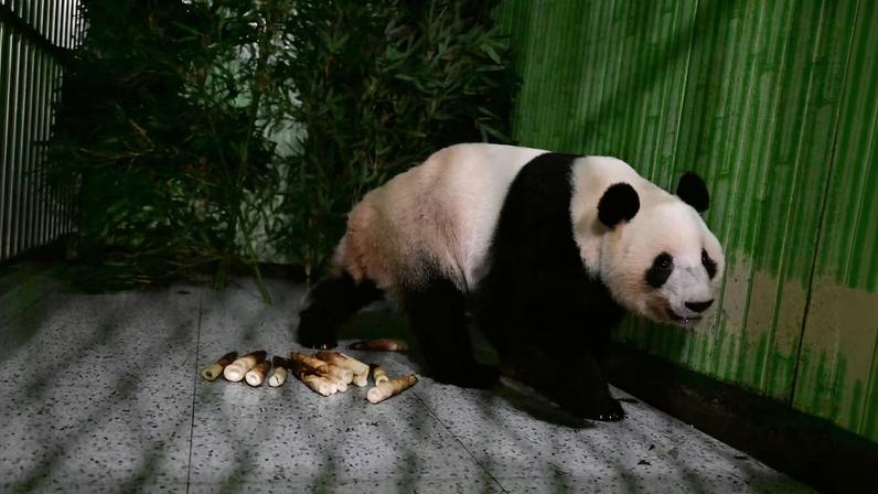 Giant panda Lei Lei walks in a cage after arriving from Japan at Bifengxia Panda Base in Yaan