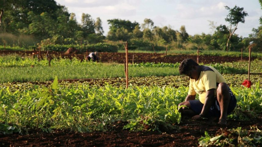 A Mauritian man tends to his vegetables in Terre Rouge May 8, 2008.