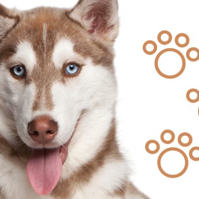 As 12 raças mais populares entre cães atletas