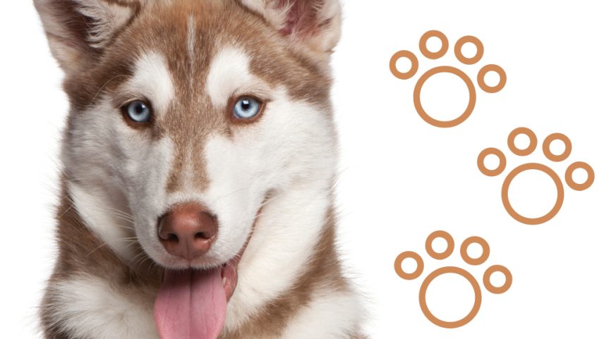 As 12 raças mais populares entre cães atletas