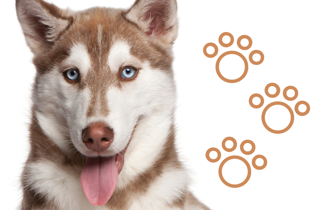 Husky Siberiano.