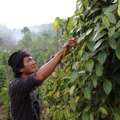 Preocupação de fazendeiros de Sulawesi com expansão de empresa de níquel