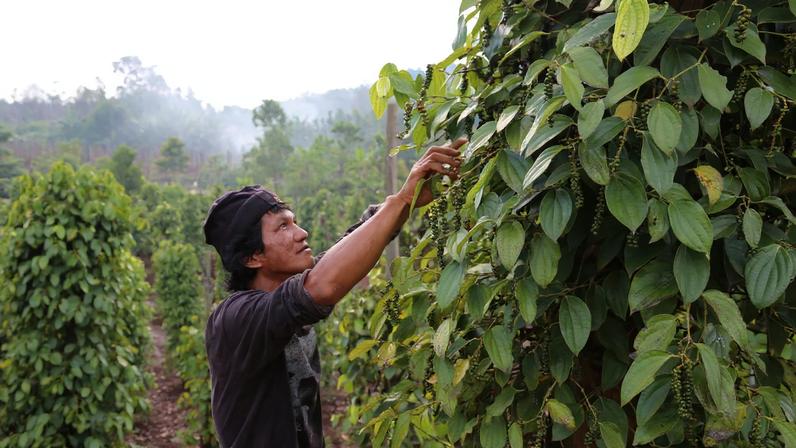 Salam came here from North Sulawesi 10 years ago and now has a farm of 1,200 peppercorn trees.