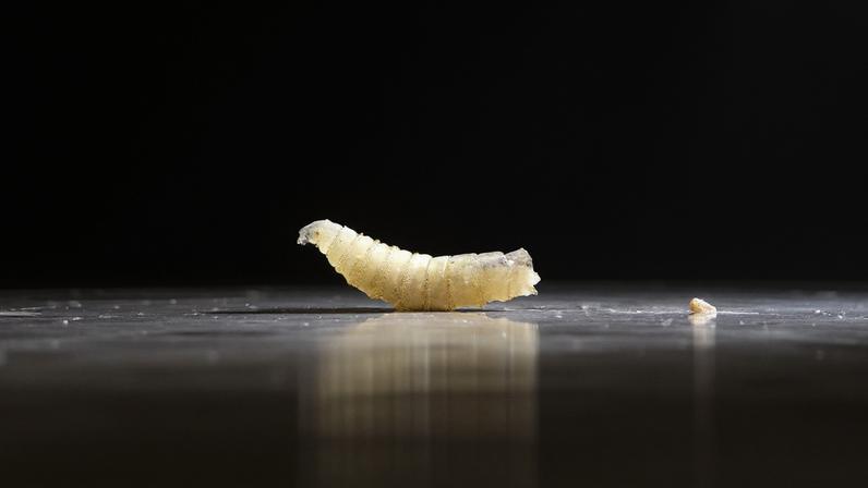 A sample of screwworms collected in the morning are displayed at the veterinary clinic as the Mexican government and ranchers struggle to control the spread of this flesh-eating pest, in Tapachula, Chiapas state, Mexico July 4, 2025. REUTERS/Daniel Becerril