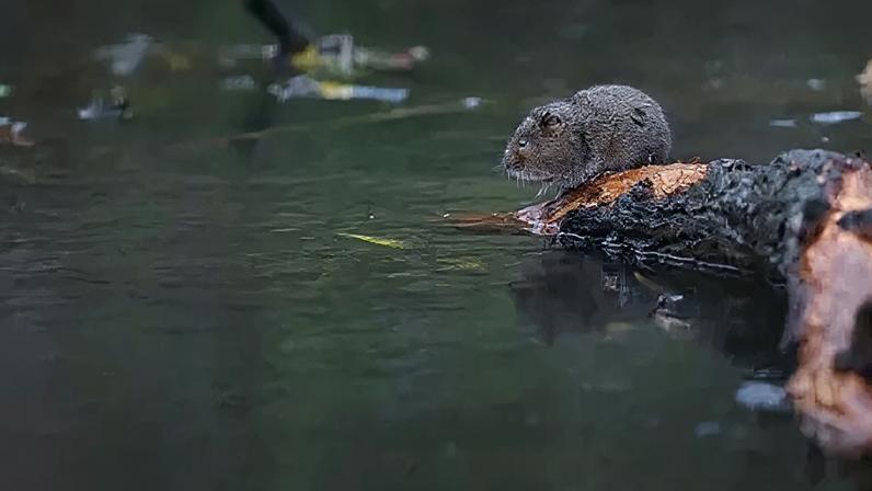 Water vole sits on a log in a river. It is brown and furry with long whiskers and small black eyes.