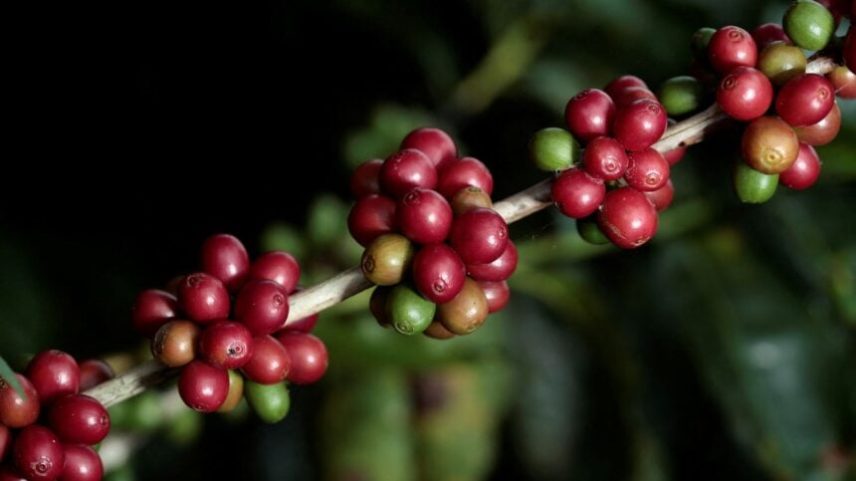 Frutos do café em plena maturação na planta