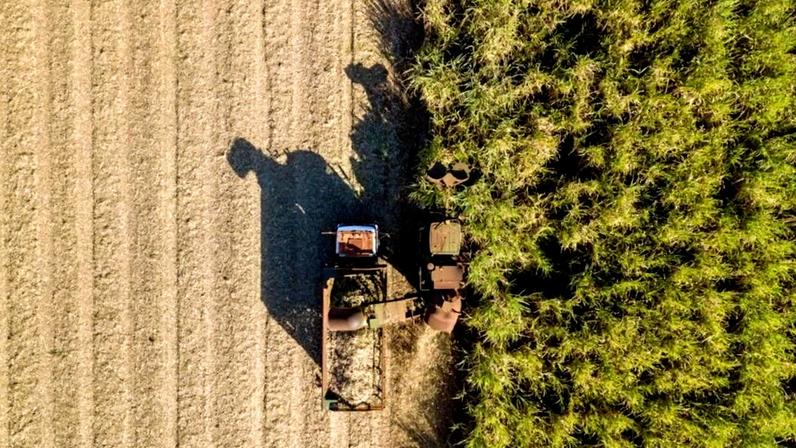 Colheita mecanizada de cana-de-açúcar