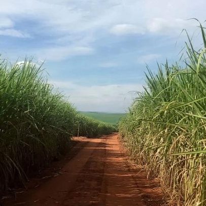 Produção de açúcar cai para 40,7 milhões de toneladas