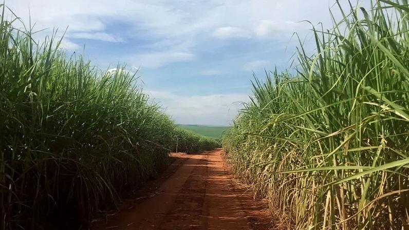 Estrada de chão no meio da plantação de cana-de-açúcar