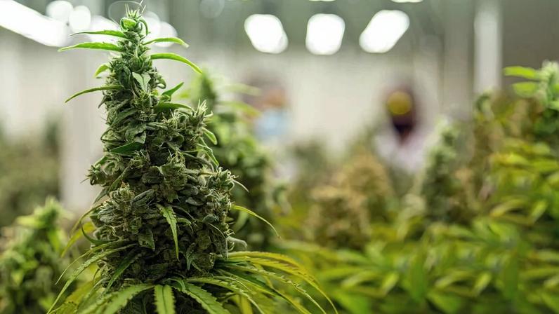 Cultivo de Cannabis na estufa