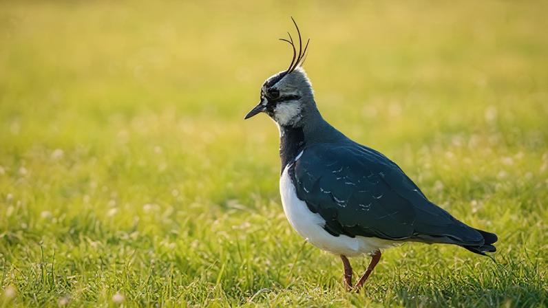 Rob Coleman A lapwing is standing on some grass. It has blue and green feathers and a white chest area. Feathery fronds stick out from its head.