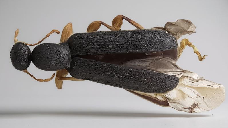 Telnov, D. 2025 Photo of a new species of beetle from Madagascar, named in honour of Jersey author and naturalist Gerald Durrell.