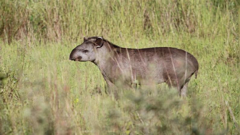 Tapir in Brazil. Photo by Rhett Ayers Butler.