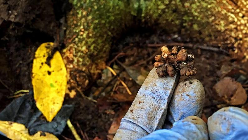 A root nodule on a legume tree where symbiotic bacteria fix nitrogen from the atmosphere into a form of nitrogen that the trees can use to grow. Legume trees are abundant in tropical forests and can be used in reforestation efforts to naturally enrich the soil with nitrogen that speeds up carbon sequestration and storage.