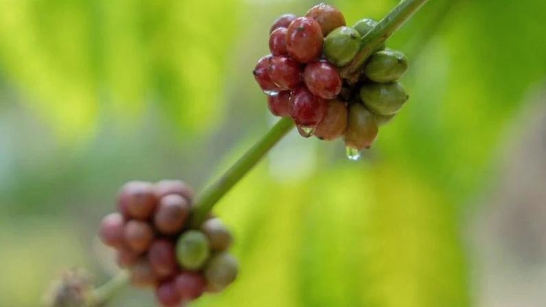 Clima tem ajudado produtores de café arábica