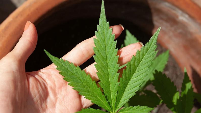 23/06/2023 - óleo de canabis, canabidiol, cbd, thc. Foto: lovingimages/ Pixabay