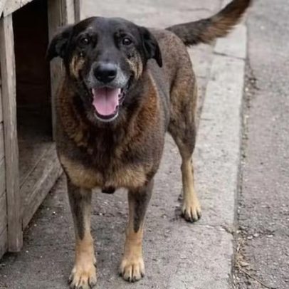 Projetos que elevam penas por maltratos a pets podem ser votados após o Carnaval