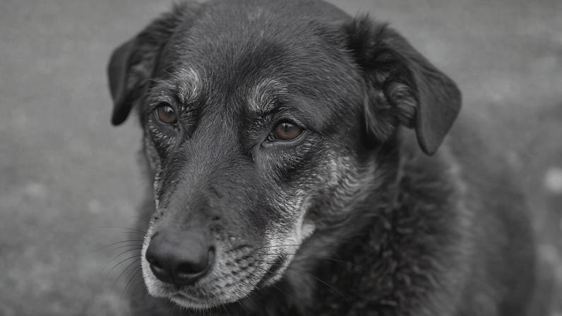 O que leva adolescentes a agirem com crueldade?