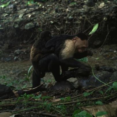 Cinco comportamentos inesperados de animais em 2025