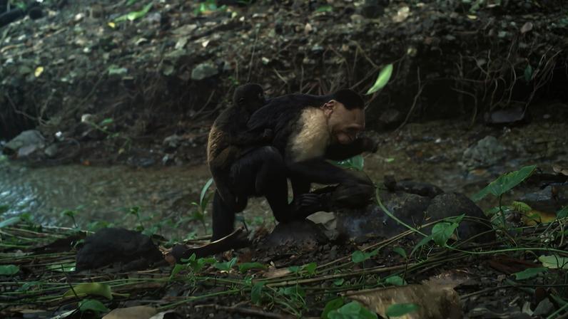 Cinco comportamentos inesperados de animais em 2025