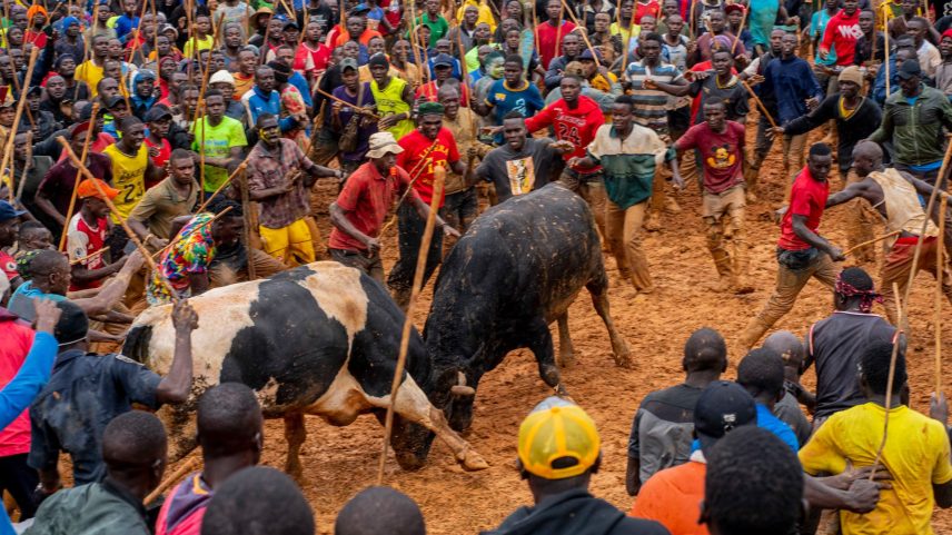 Spectators cheer as two bulls take part in a fight during a traditional bullfighting tournament in Malinya Stadium in Kenya on January 1, 2024.