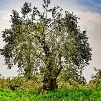 Crise de olivais na Europa afeta natureza e cultura, mas há soluções