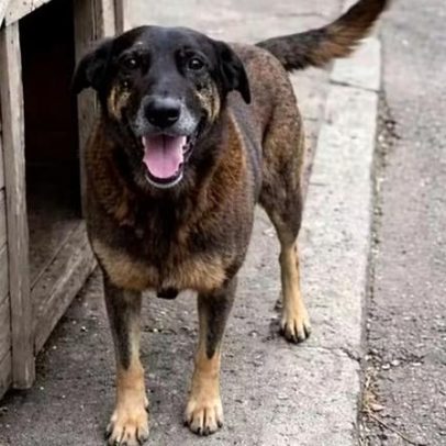 Morte do cão Orelha revela violência animal no submundo digital