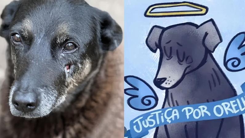 O cachorro Orelha morreu após ser vítima de agressões na Praia Brava, em Florianópolis. Créditos: Reprodução/@floripa_estacomvcorelha, @peachzmilk