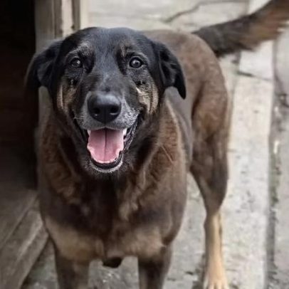 Polícia de SC indicia familiares de adolescentes pela morte do cão Orelha