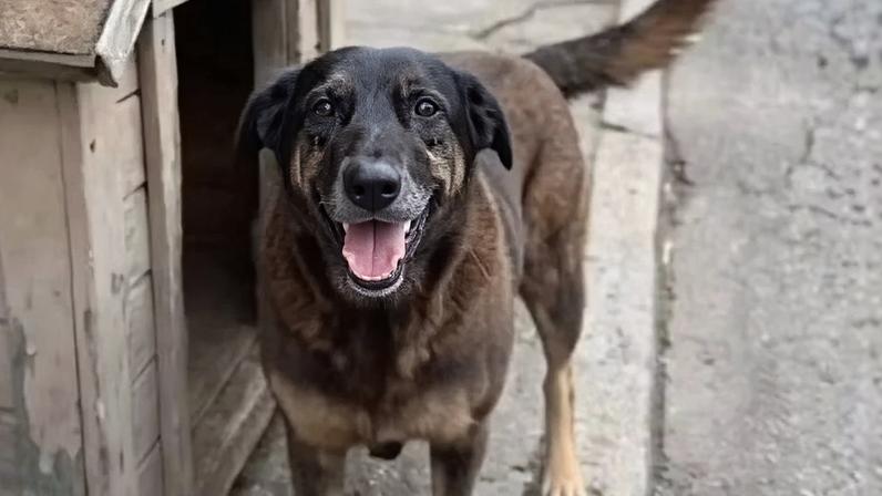 Polícia de SC indicia familiares de adolescentes pela morte do cão Orelha