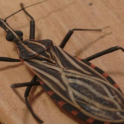 Ananindeua (PA) registra surto de doença de Chagas