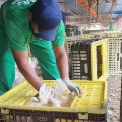 Decisão sobre JBS leva à paralisação no resgate de escravizados