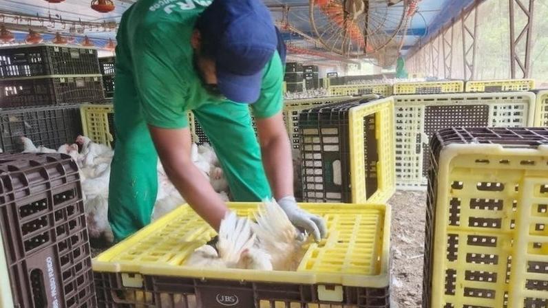 Decisão sobre JBS leva à paralisação no resgate de escravizados