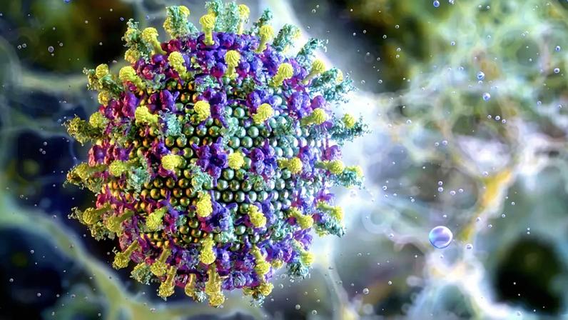 Vírus Nipah tem alta taxa de letalidade