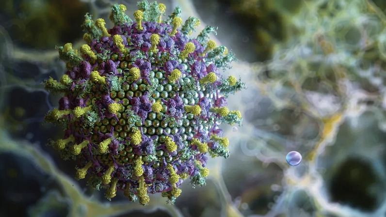 Brasília (DF), 27/01/2026 - Vírus Nipah tem alta taxa de letalidade. Foto: Ruslanas Baranauskas/Divulgação