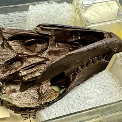 Fóssil de 250 milhões de anos revela como os primeiros mamíferos ouviam