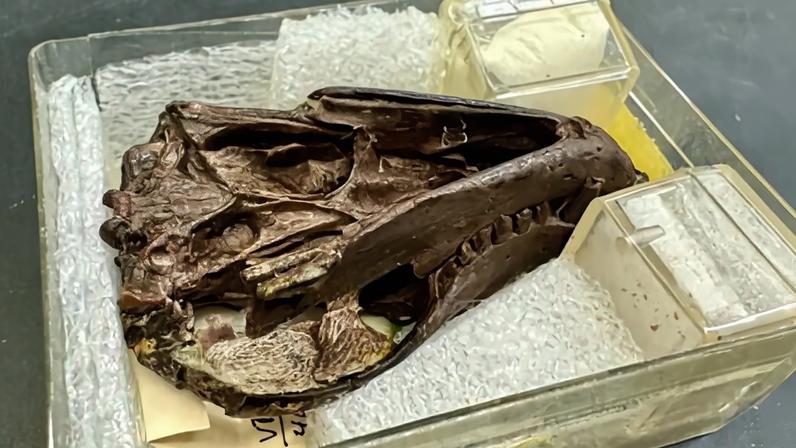 Fotografia da Espécime fóssil do crânio e mandíbula de Thrinaxodon utilizado no estudo.