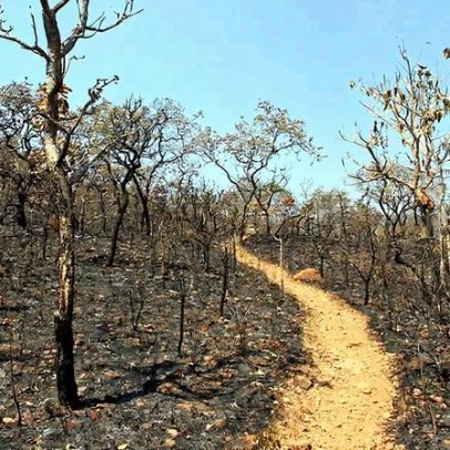 Cerrado perdeu mais de metade de sua vegetação nativa