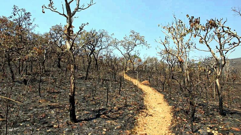 Cerrado perdeu mais de metade de sua vegetação nativa
