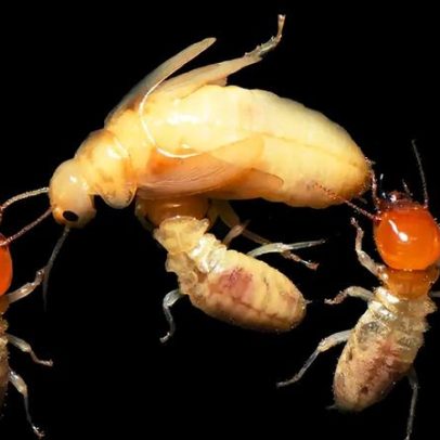 DNA mais simples impulsionou maior complexidade nas sociedades de cupins