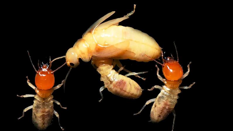 DNA mais simples impulsionou maior complexidade nas sociedades de cupins